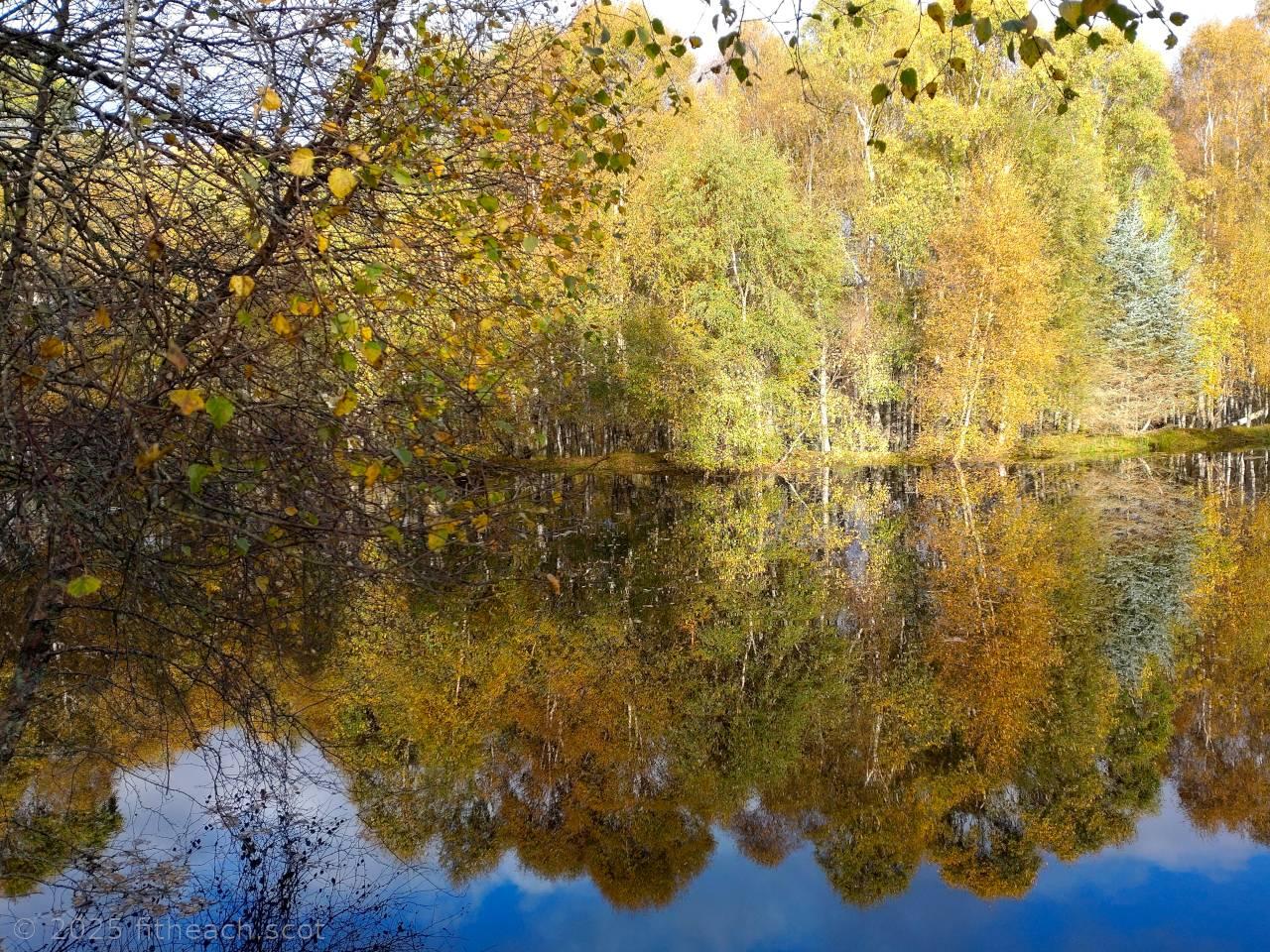 Autumn colours on the trees. The trees are around the edge of a lochan. The trees are perfectly reflected in the still water. Above is a lightly clouded sky with some blue showing through. Autumn colours on the trees. The trees are around the edge of a lochan. The trees are perfectly reflected in the still water. Above is a lightly clouded sky with some blue showing through.