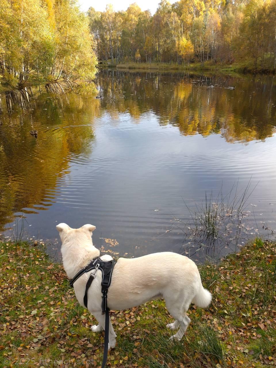 Gruoch, the white Akbash dog, is standing at the edge of the lochan. She is watching some ducks on the water. The trees in their autumn colours are reflected in the still water. The ground is scattered with fallen leaves. Gruoch, the white Akbash dog, is standing at the edge of the lochan. She is watching some ducks on the water. The trees in their autumn colours are reflected in the still water. The ground is scattered with fallen leaves.
