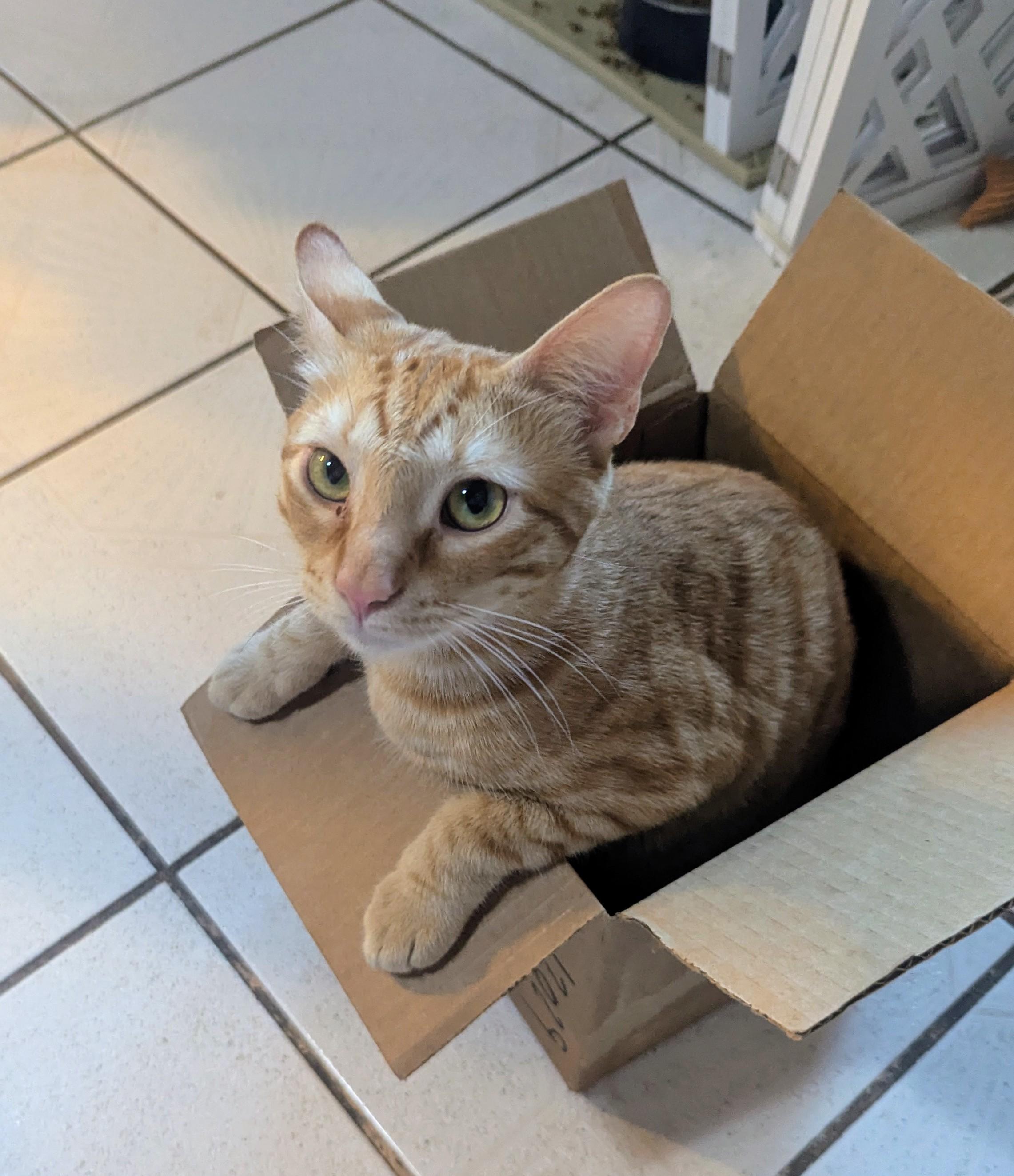 photo of a young orange tabby cat sitting in a small box with his front feet in top of I've of the box flaps (like sitting at a table with both hands first on the table)
his green eyes are looking just to the left of the camera.
the background is just large white tile