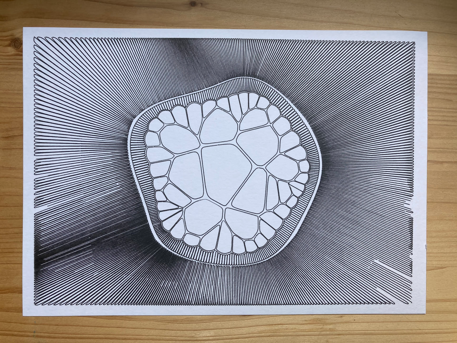 a drawing of a voronoi diagram, resembling an organic cell-like structure. lots of tight lines encircling a central blob that has a strong boundary made up of many little cells