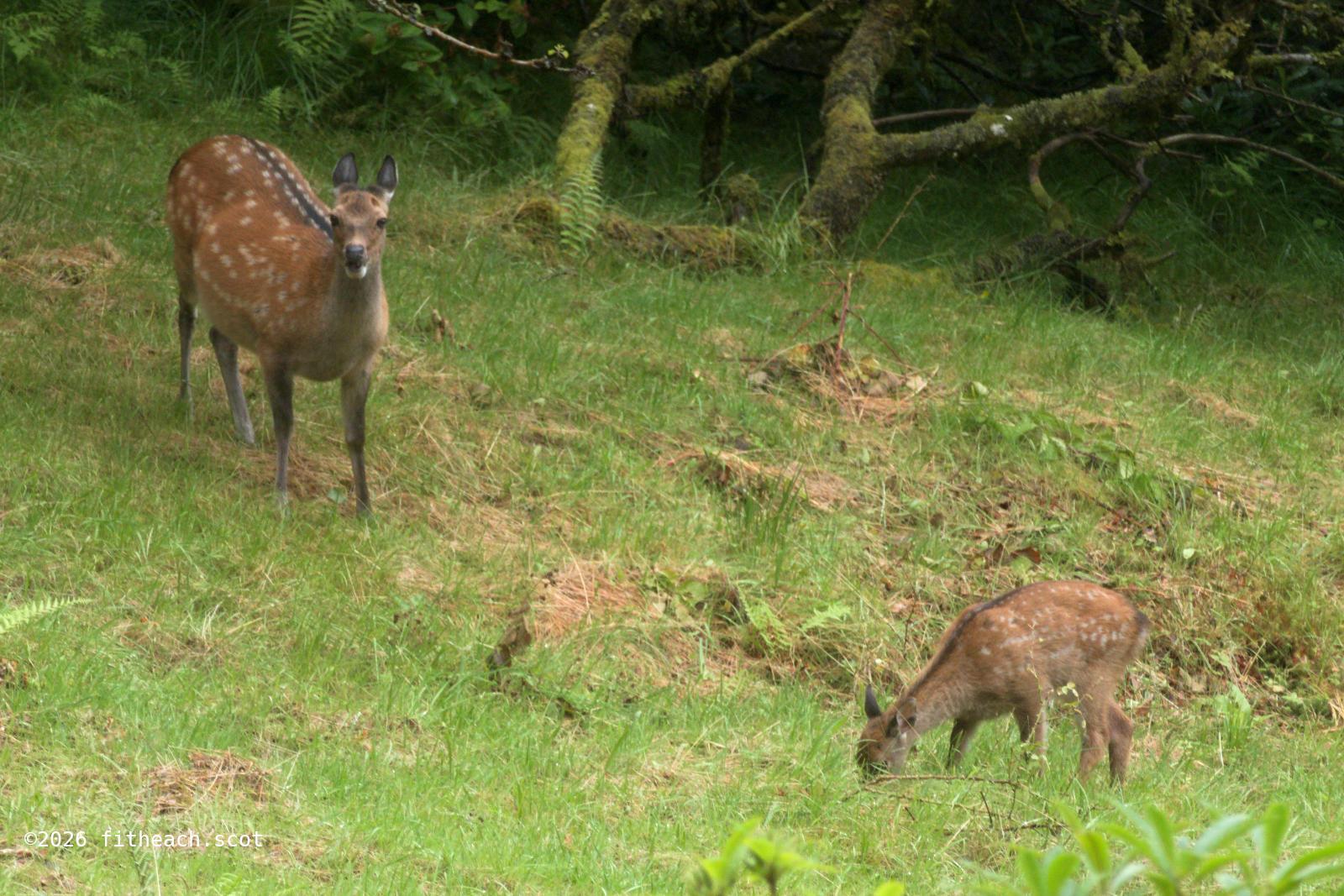A Sika deer hind (top-left) with its fawn (bottom-right). The fawn is continuing to eat, the hind was alerted by me opening the window to take the photograph.