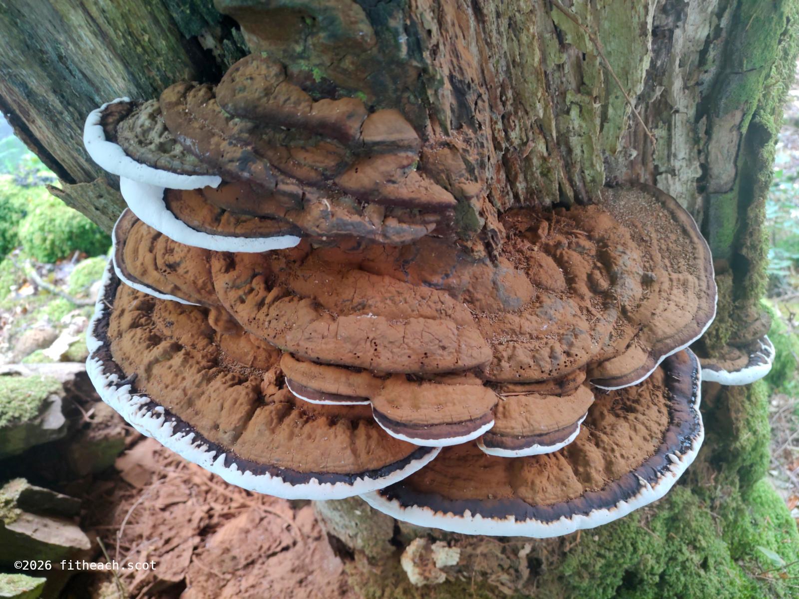 The topside of the fungus showing an attractive pale brown colour. Both the colour and the texture appearance is reminiscent of cocoa powder. The brown has a darker fringe, then a white outer fringe. The fungus is on a very large, dead beech tree.