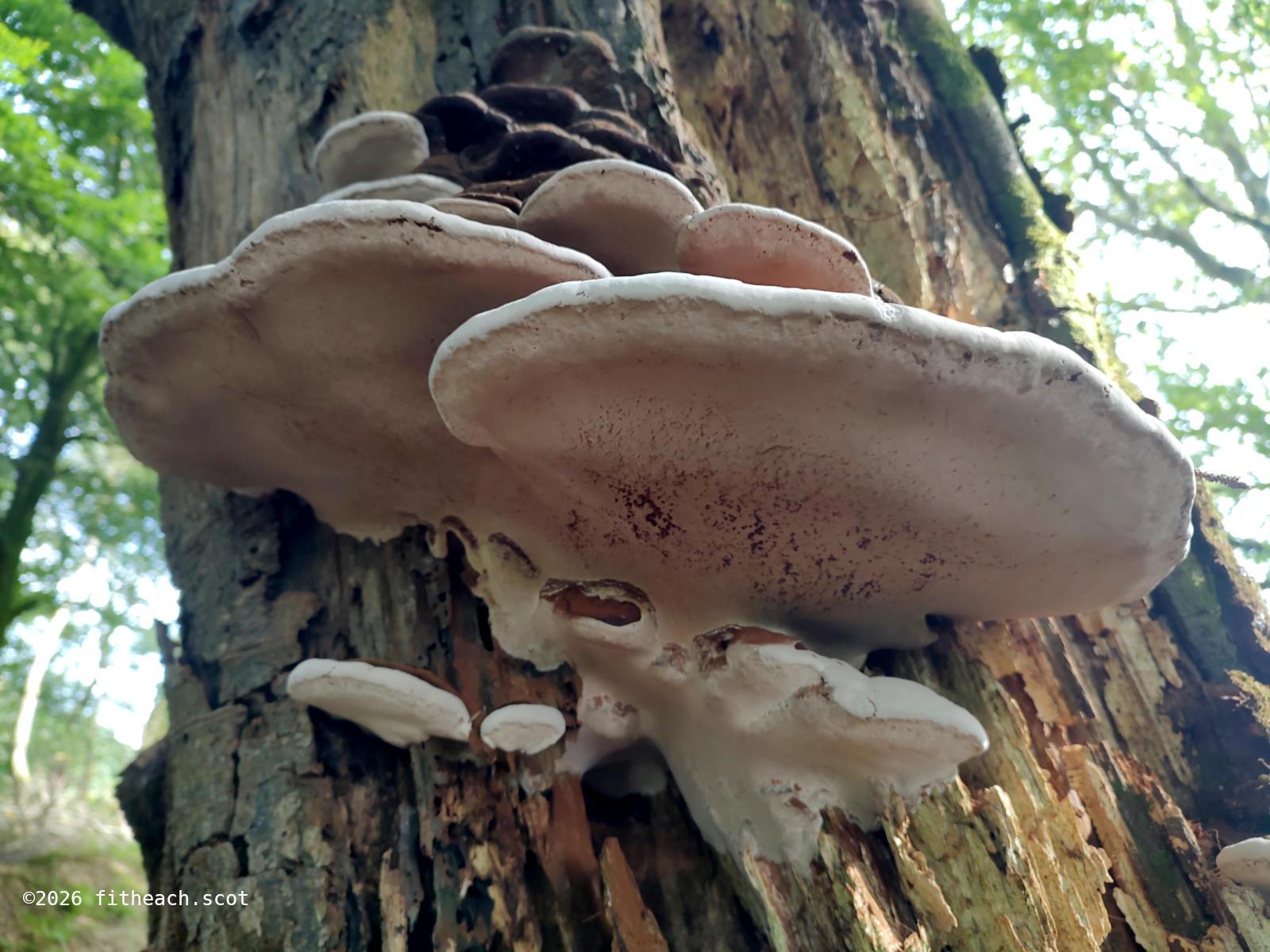 Underside of the same fungus. The underside is almost uniformly a creamy colour. It is this side that has the spore holes.